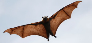 Pest Solution - Controle de Morcegos