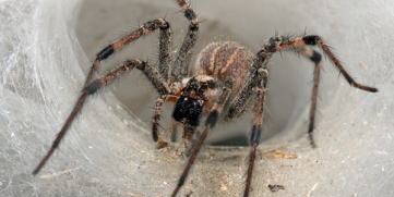 :: Dicas – Medidas Preventivas Aranhas